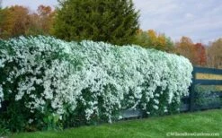 Sweet Autumn Clematis - 1 Gallon Pot -Garden Plants Clematis Sweet Autumn 6