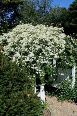 Sweet Autumn Clematis Terniflora - 3 Gallon Pot -Garden Plants Clematis Sweet Autumn 7 1