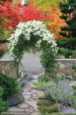 Sweet Autumn Clematis Terniflora - 3 Gallon Pot -Garden Plants Clematis Sweet Autumn 8 1