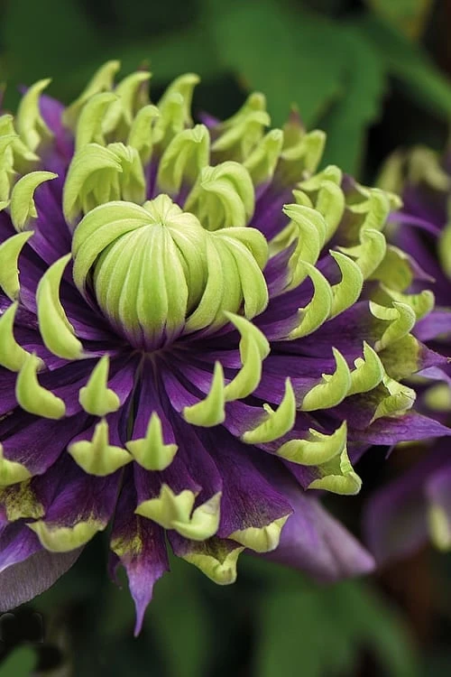 Taiga Clematis - 2 Gallon Pot 1 Taiga Clematis - 2 Gallon Pot