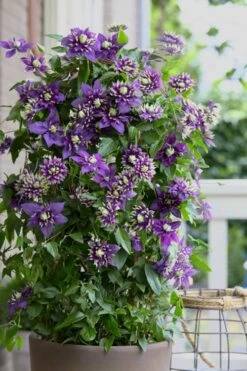 Taiga Clematis - 3 Gallon Pot -Garden Plants Clematis Taiga 10