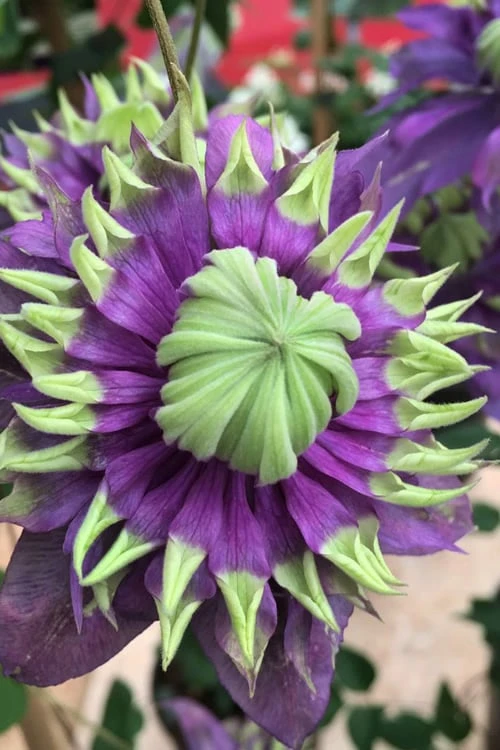 Taiga Clematis - 2 Gallon Pot 6 Taiga Clematis - 2 Gallon Pot - Image 6