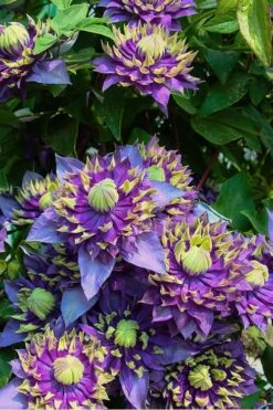 Taiga Clematis - 3 Gallon Pot -Garden Plants Clematis Taiga 4