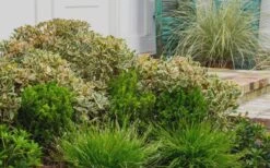 Juliet Cleyera Japonica - 2 Gallon Pot -Garden Plants Cleyera Juliet 2