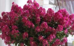 Berry Dazzle Dwarf Crape Myrtle (Single-Trunk Topiary) - 7 Gallon Pot -Garden Plants Crape Myrtle Berry Dazzle 3