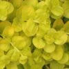 Golden Creeping Jenny - Lysimachia Nummularia Aurea - 18 Pack Of Pint Pots