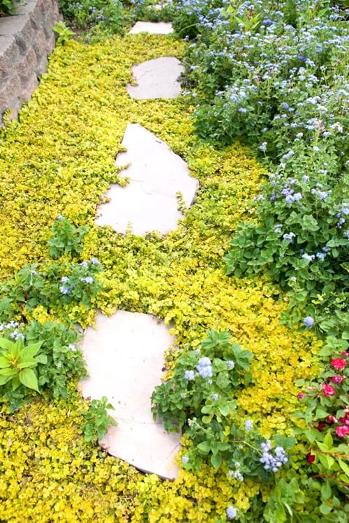 Golden Creeping Jenny - Lysimachia Nummularia Aurea - 18 Pack Of Pint Pots 4 Golden Creeping Jenny - Lysimachia Nummularia Aurea - 18 Pack Of Pint Pots - Image 4