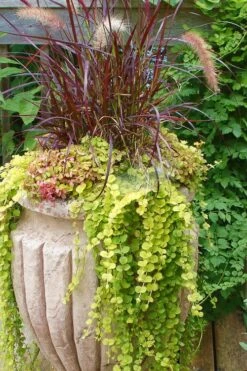 Golden Creeping Jenny - Lysimachia Nummularia Aurea - 18 Pack Of Pint Pots 10 Golden Creeping Jenny - Lysimachia Nummularia Aurea - 18 Pack Of Pint Pots -Garden Plants Creeping Jenny 26