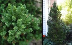 Black Dragon Cryptomeria - Japanese Cedar - 1 Gallon Pot 9 Black Dragon Cryptomeria - Japanese Cedar - 1 Gallon Pot -Garden Plants Cryptomeria Black Dragon 2 1