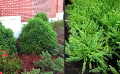 Chapel View Cryptomeria - Japanese Cedar - 3 Gallon Pot -Garden Plants Cryptomeria Chapel View 10
