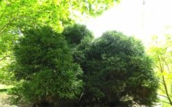 Chapel View Cryptomeria - Japanese Cedar - 3 Gallon Pot -Garden Plants Cryptomeria Chapel View 5