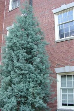 Blue Ice Arizona Cypress - 3 Gallon Pot -Garden Plants Cypress Blue Ice Rev 500x750 1