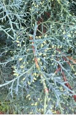 Carolina Sapphire Arizona Cypress - 5 Gallon Pot 11 Carolina Sapphire Arizona Cypress - 5 Gallon Pot -Garden Plants Cypress Carolina Sapphire 23 1