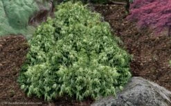 Marie's White Dwarf Hinoki Cypress - Chamaecyparis Obtusa 'Mariesii - 1 Gallon Pot -Garden Plants Cypress Hinoki Mariessii 11 1