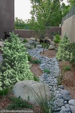 Marie's White Dwarf Hinoki Cypress - Chamaecyparis Obtusa 'Mariesii - 1 Gallon Pot -Garden Plants Cypress Hinoki Mariessii 12 1