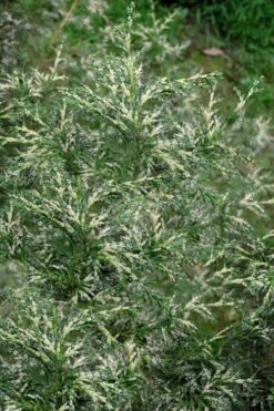 Marie's White Dwarf Hinoki Cypress - Chamaecyparis Obtusa 'Mariesii - 1 Gallon Pot