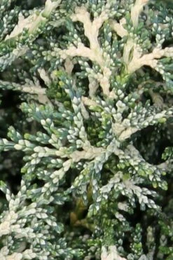 Marie's White Dwarf Hinoki Cypress - Chamaecyparis Obtusa 'Mariesii - 1 Gallon Pot -Garden Plants Cypress Hinoki Mariessii 5 1