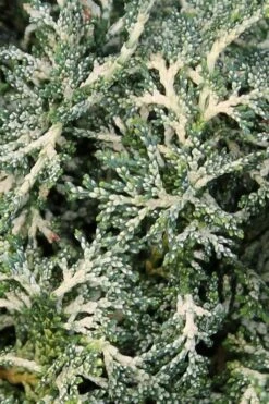 Marie's White Dwarf Hinoki Cypress - Chamaecyparis Obtusa 'Mariesii - 1 Gallon Pot -Garden Plants Cypress Hinoki Mariessii 6 1