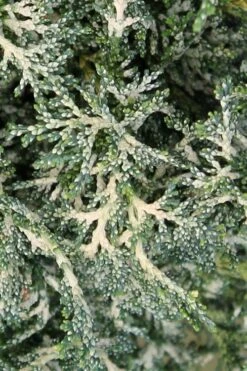 Marie's White Dwarf Hinoki Cypress - Chamaecyparis Obtusa 'Mariesii - 1 Gallon Pot -Garden Plants Cypress Hinoki Mariessii 7 1