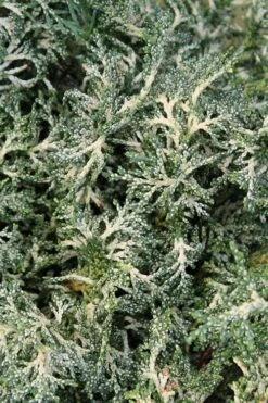 Marie's White Dwarf Hinoki Cypress - Chamaecyparis Obtusa 'Mariesii - 5 Gallon Pot -Garden Plants Cypress Hinoki Mariessii 8