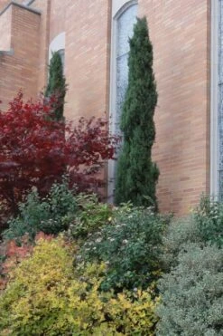 Italian Cypress - 6 Pack Of 1 Gallon Pots 10 Italian Cypress - 6 Pack Of 1 Gallon Pots -Garden Plants Cypress Italian 10