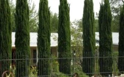 Italian Cypress - 7 Gallon Pot (3-4') -Garden Plants Cypress Italian 3 1