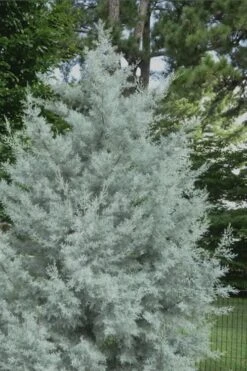 Silver Smoke Arizona Cypress - 3 Gallon Pot -Garden Plants Cypress Silver Smoke 20