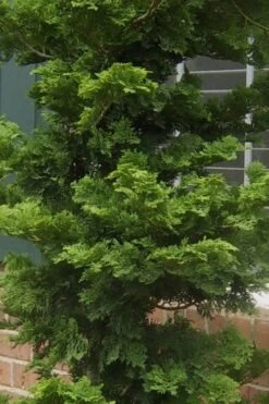 Slender Hinoki Cypress - 7 Gallon Pot (2-3') -Garden Plants Cypress Slender Hinoki 19