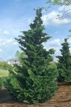 Slender Hinoki Cypress - 1 Gallon Pot -Garden Plants Cypress Slender Hinoki Rev 500x750 2