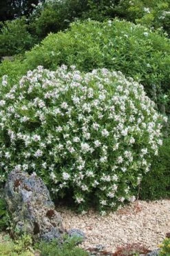 Eternal Fragrance Pink Summer Daphne - Daphne X Transatlantica 'BLAFRA' - 1 Gallon Pot -Garden Plants Daphne Eternal Fragrance 5