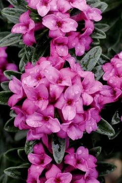 Wilhelm Schacht Daphne - 1 Gallon Pot -Garden Plants Daphne Wilhelm Schacht 1