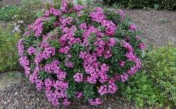 Wilhelm Schacht Daphne - 1 Gallon Pot -Garden Plants Daphne Wilhelm Schacht 3