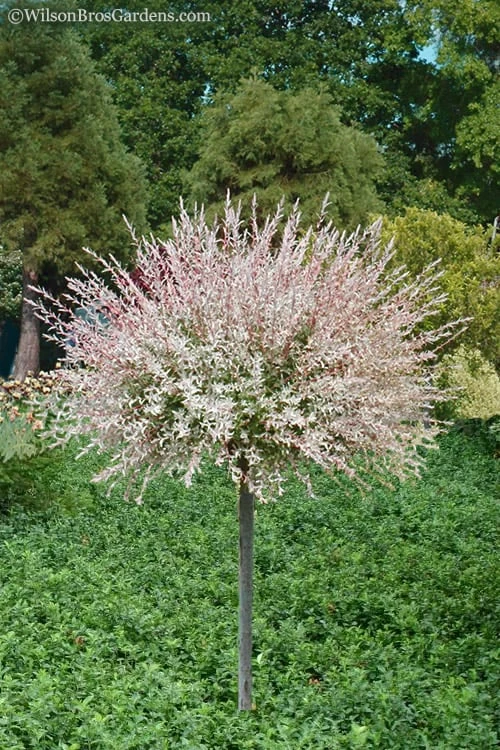 Flamingo Dappled Willow Tree - Salix Integra 'Flamingo' - 5 Gallon Pot 1 Flamingo Dappled Willow Tree - Salix Integra 'Flamingo' - 5 Gallon Pot