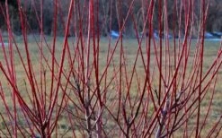 Flamingo Dappled Willow (Shrub Form) - 2 Gallon Pot 12 Flamingo Dappled Willow (Shrub Form) - 2 Gallon Pot -Garden Plants Dappled Willow Tree Stems