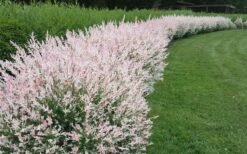 Variegated Dappled Willow Bush (Salix Integra 'Hakuro Nishiki') - 6 Pack Of 1 Gallon Pots 10 Variegated Dappled Willow Bush (Salix Integra 'Hakuro Nishiki') - 6 Pack Of 1 Gallon Pots -Garden Plants Dappled Willow Variegated Shrub 5 1