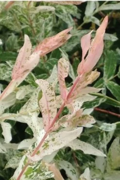 Variegated Dappled Willow Bush - Salix Integra 'Hakuro Nishiki' - 2 Gallon Pot -Garden Plants Dappled Willow Variegated Shrub 6 3
