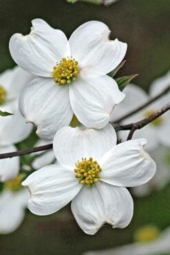 Appalachian Spring White Dogwood - 5 Gallon Pot -Garden Plants Dogwood Appalachian Spring 2