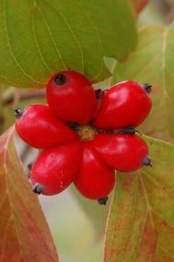 Cherokee Brave Red Dogwood Tree - Cornus Florida - 3 Gallon Pot -Garden Plants Dogwood Cherokee Chief 8