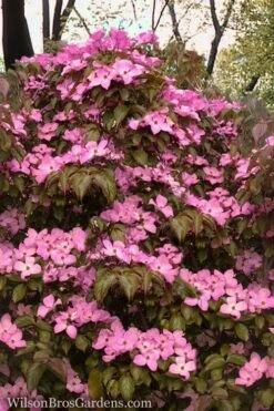 Pink Chinese Dogwood - Cornus Kousa 'Satomi' - 2 Gallon Pot -Garden Plants Dogwood Chinese Pink Satomi 11