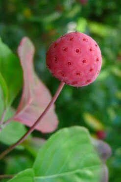 Pink Chinese Dogwood - Cornus Kousa 'Satomi' - 2 Gallon Pot -Garden Plants Dogwood Chinese Pink Satomi 5