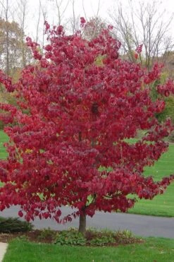 Pink Dogwood Tree (Cornus Florida 'Rubra) - 2 Gallon Pot -Garden Plants Dogwood Pink 12 1