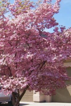 Pink Dogwood Tree (Cornus Florida 'Rubra) - 2 Gallon Pot -Garden Plants Dogwood Pink 13 1