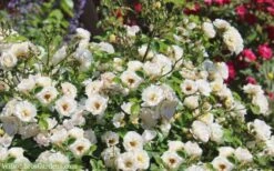 Popcorn Drift Groundcover Rose - 2 Gallon Pot -Garden Plants Drift Rose Popcorn 21 1