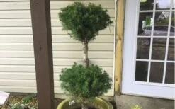 Poodle Tier Dwarf Alberta Spruce Topiary (2-Ball) - 2 Gallon Pot -Garden Plants Dwarf Alberta Spruce Poodle Tier