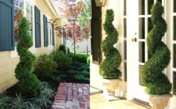 Spiral Dwarf Alberta Spruce Topiary - 3 Gallon Pot -Garden Plants Dwarf Alberta Spruce Spiral 1