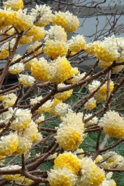 Edgeworthia Chrysantha - Paper Bush - 3 Gallon 17 Edgeworthia Chrysantha - Paper Bush - 3 Gallon -Garden Plants Edgeworthia 4 500x700 1