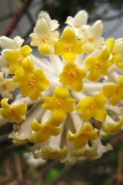 Edgeworthia Chrysantha - Paper Bush - 5 Gallon Pot 25 Edgeworthia Chrysantha - Paper Bush - 5 Gallon Pot -Garden Plants Edgeworthia BS 1