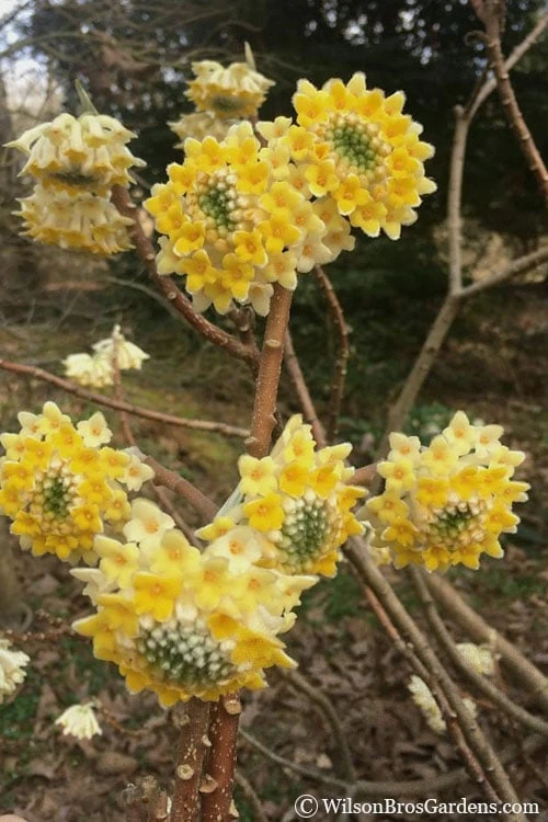 Edgeworthia Chrysantha - Paper Bush - 3 Gallon 4 Edgeworthia Chrysantha - Paper Bush - 3 Gallon - Image 4