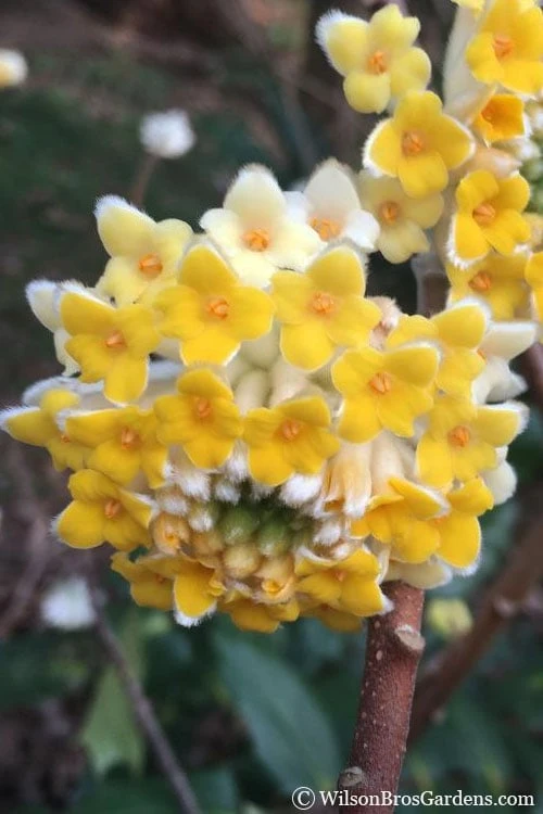 Edgeworthia Chrysantha - Paper Bush - 3 Gallon 1 Edgeworthia Chrysantha - Paper Bush - 3 Gallon