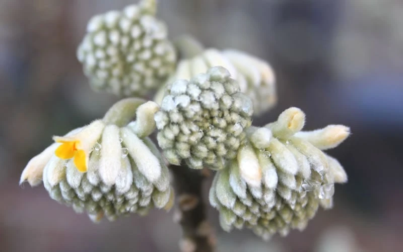 Edgeworthia Chrysantha - Paper Bush - 5 Gallon Pot 10 Edgeworthia Chrysantha - Paper Bush - 5 Gallon Pot - Image 10